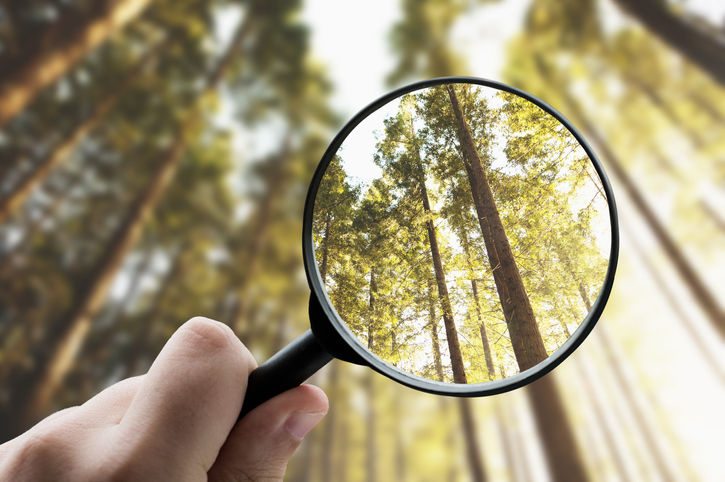 A magnifying glass with a forest of trees in the background.