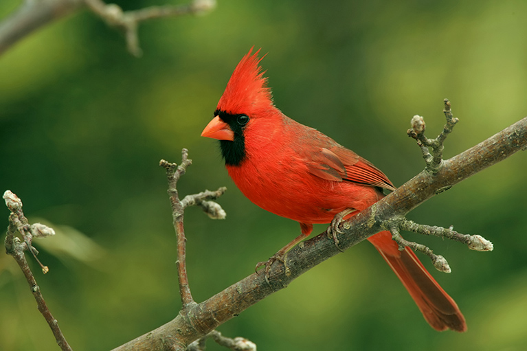 cardinal sitting on a tree branch with buds