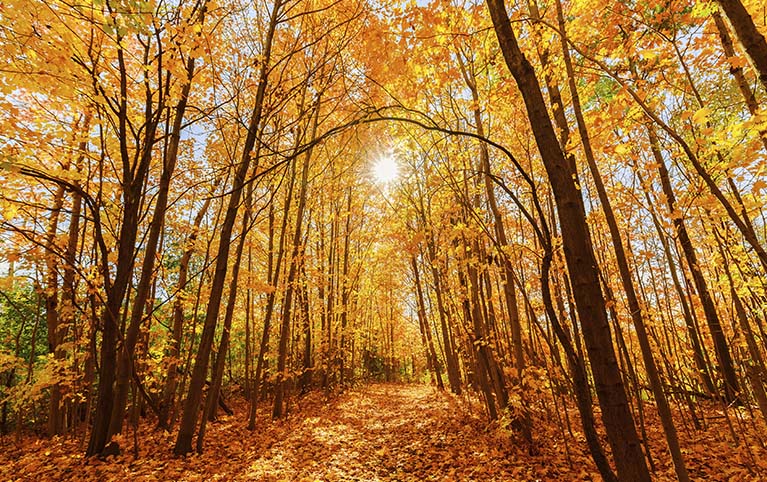 image of a forest experiencing the fall foliage.