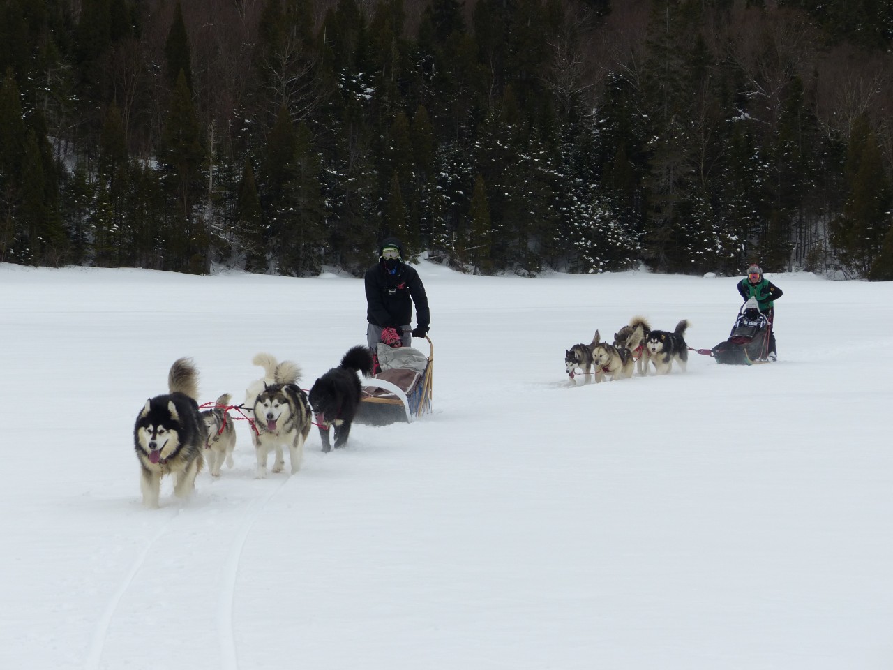 Two persons on two sleds pulled by dogs in the snow.