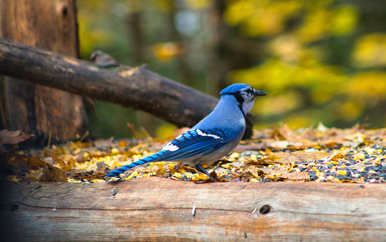 photo of a blue jay in a forest, symbol of Quebec